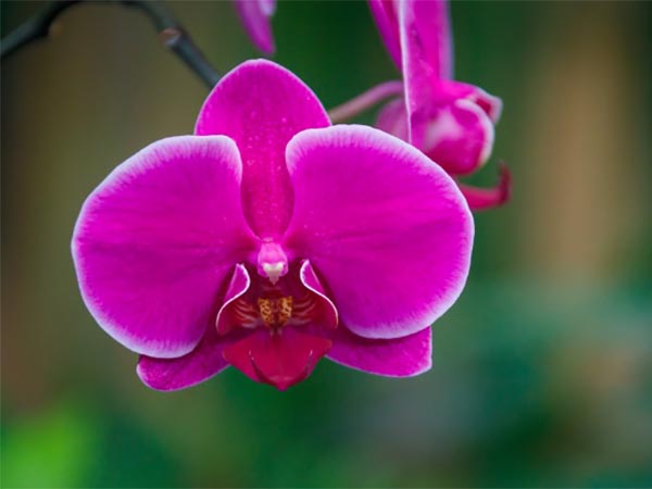 Orchid Care Tips to Help This Fussy Flower Thrive