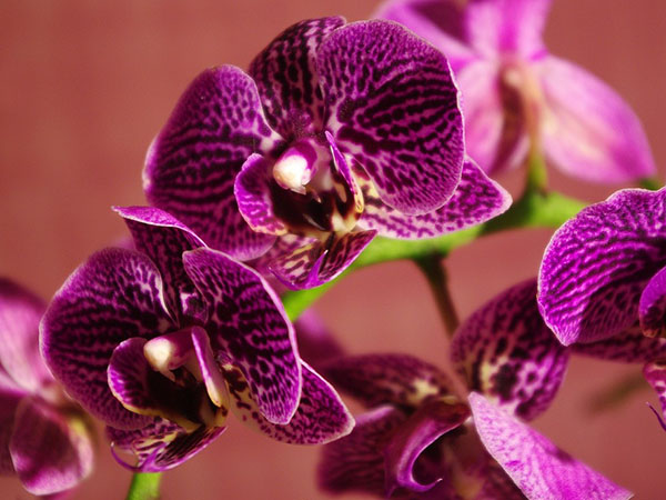 5 Flowering Tropical Houseplants to Brighten Your Home Year-Round