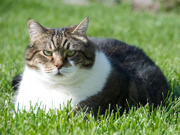 How to Manage Your Cat’s Weight for a Healthier, Happier Life