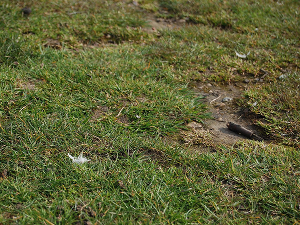 A Green Guide: Troubleshooting Common Lawn Problems