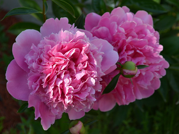 15 Stunning Giant Blooming Plants to Transform Your Garden Into a Showpiece