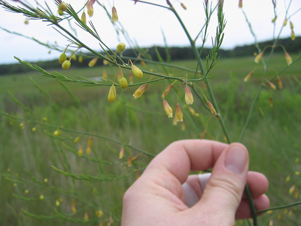 Perennial Vegetables: Plant Once and Harvest for Years