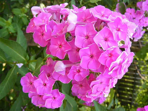 Perennials That Bloom the Longest: A Colorful Guide to Year-Round Beauty