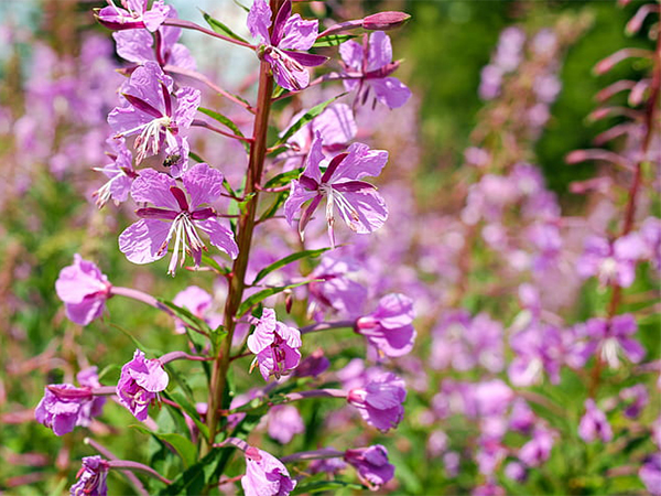 Perennial Plant Care: When and How to Cut Back for Healthier Growth