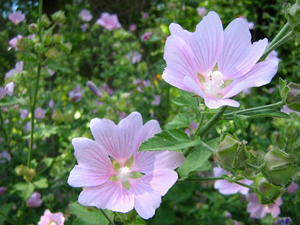 Perennial Plants: Lasting Beauty for Every Garden