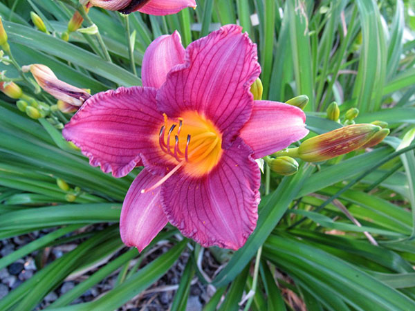 20 Best Perennials for a Vibrant, Low-Maintenance Garden Year After Year
