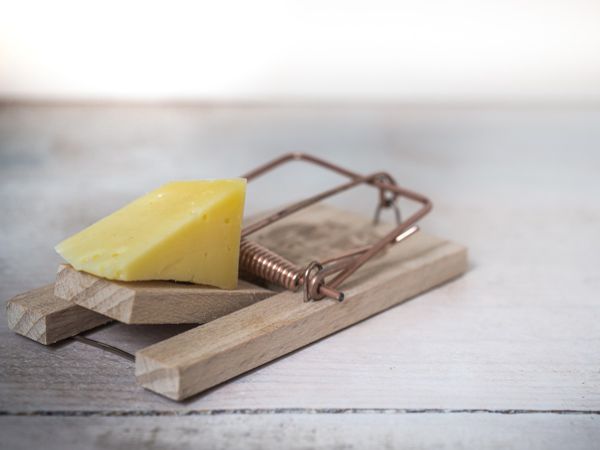 Why Regular Pest Inspections Are Essential for Protecting Your Home