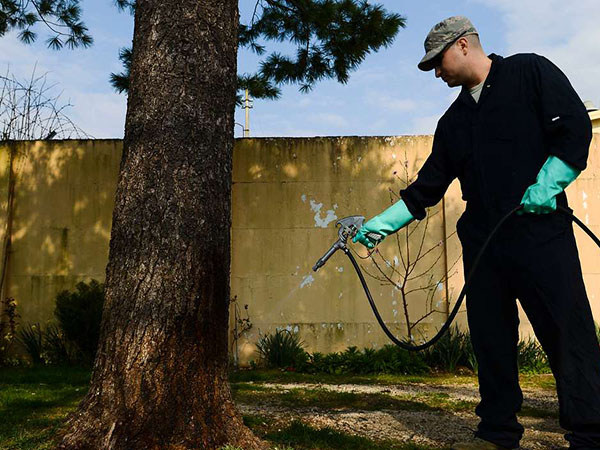 Indoor vs. Outdoor Pest Control: Key Differences and Best Practices for a Pest-Free Home