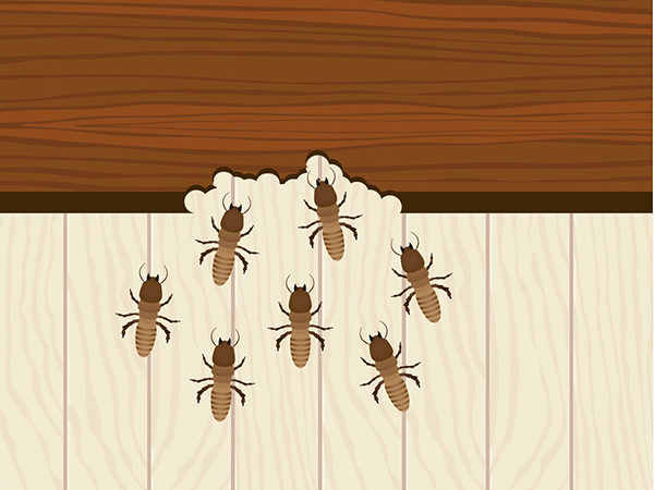When Is a Pest Problem an Emergency? What Homeowners Need to Know
