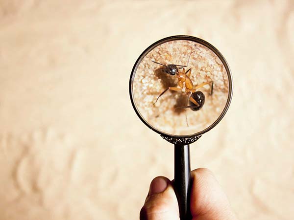 Why Regular Pest Inspections Are Essential for Every Home and Business