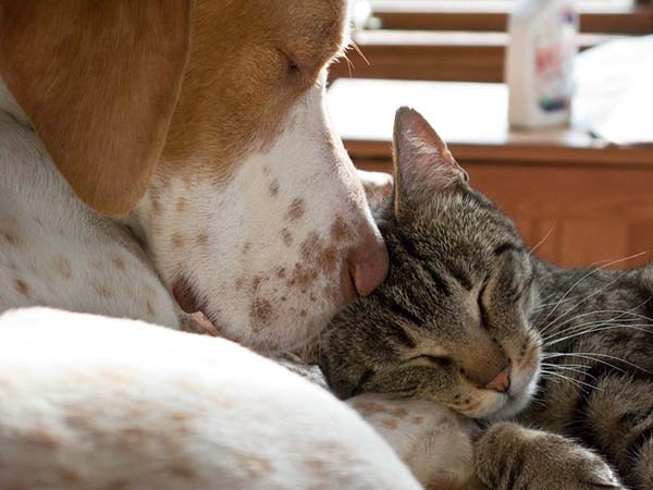 Pet-Friendly Pest Control: How to Keep Your Home Clean, Safe, and Pest-Free