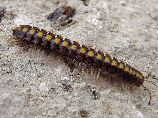 Climate Change and Pest Populations: Why Weather Matters More