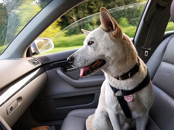 Effective Ways to Remove Pet Hair from Your Car and Keep It Cleaner Longer