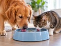 Is Your Pet Drinking Too Much Water? Signs, Causes