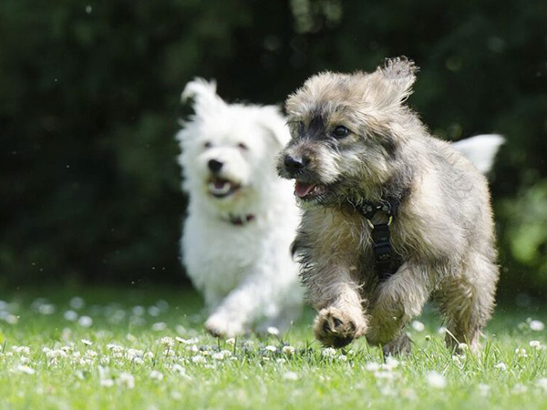 The Importance of Exercise for Your Pets: How Much Do They Really Need?