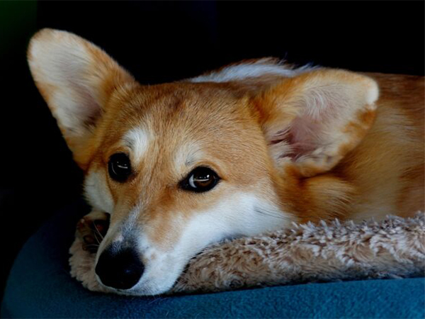 Essential Pet First Aid Skills Every Pet Owner Should Know