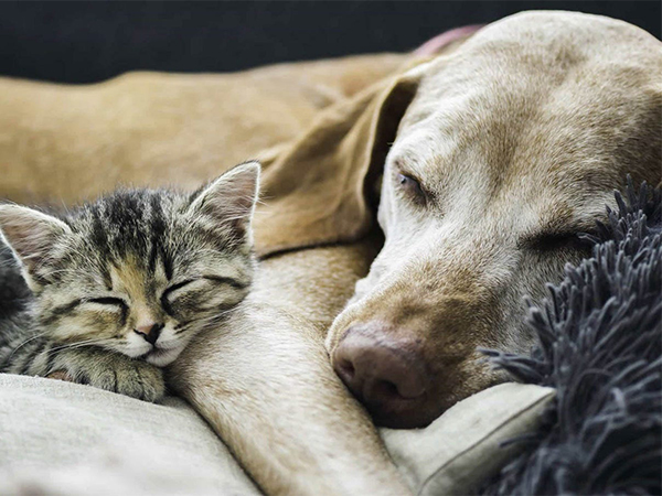Essential Pet First Aid Tips Every Pet Owner Should Know