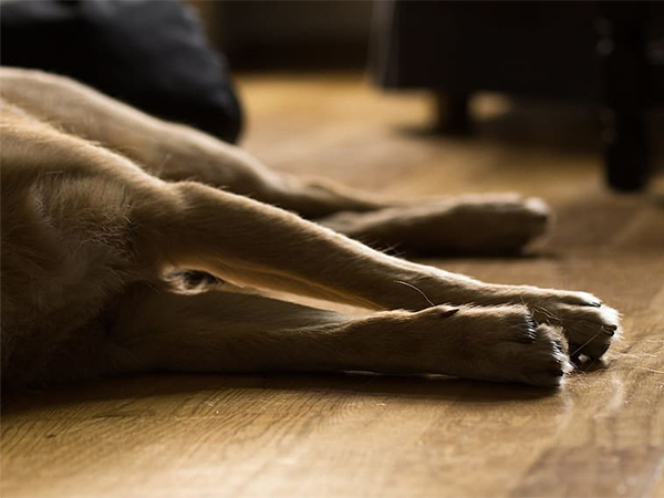 The Best Flooring Options for Pet Owners: Durable, Stylish, and Comfortable