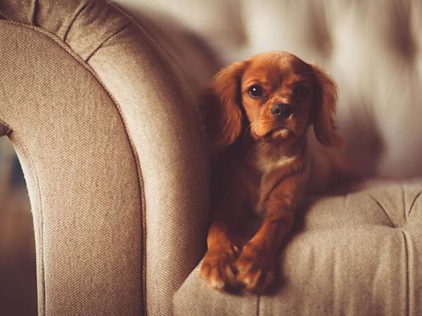 The Best Ways to Clean Up Pet Hair in Your Home