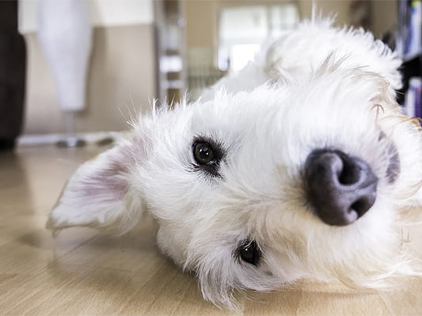 House-Cleaning Tips for Pet Owners