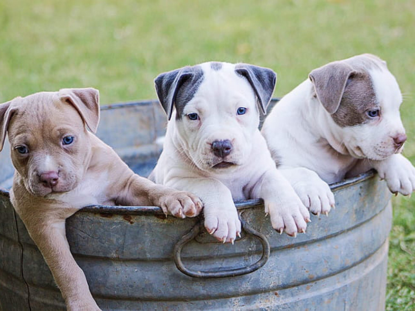 Is Pet Insurance Worth The Cost? Pros, Cons and Key Considerations