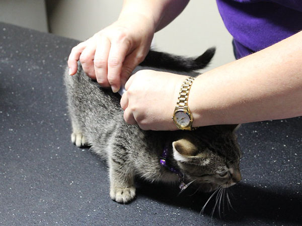 Why Microchipping Your Pet Is Essential for Their Safety and Your Peace of Mind