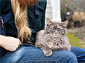 The Benefits of Pet Ownership