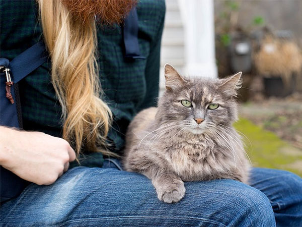 The Benefits of Pet Ownership