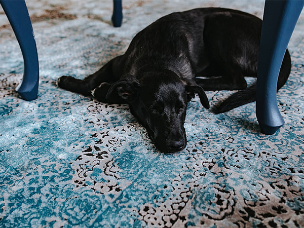 How to Effectively Treat Pet Stains on Carpets