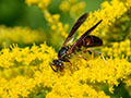 What to Do If Your Pet Gets Stung