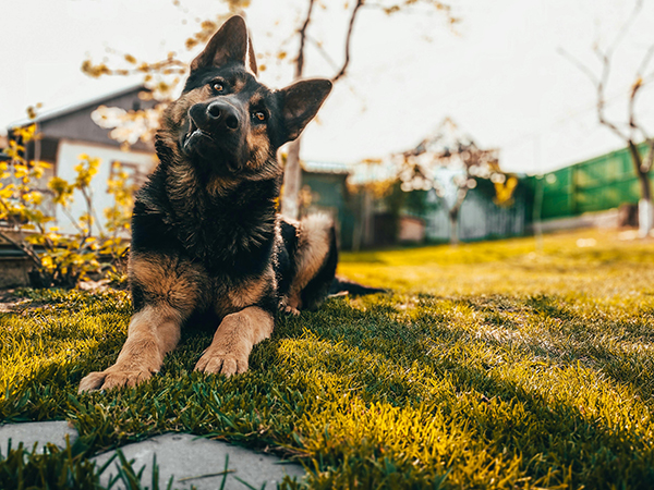 Creating a Pet-Friendly Paradise: Essential Lawn Care Tips for Pet Owners