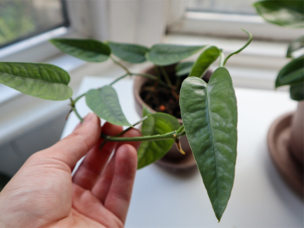 How to Propagate Plants: A Beginner’s Guide to Taking Cuttings