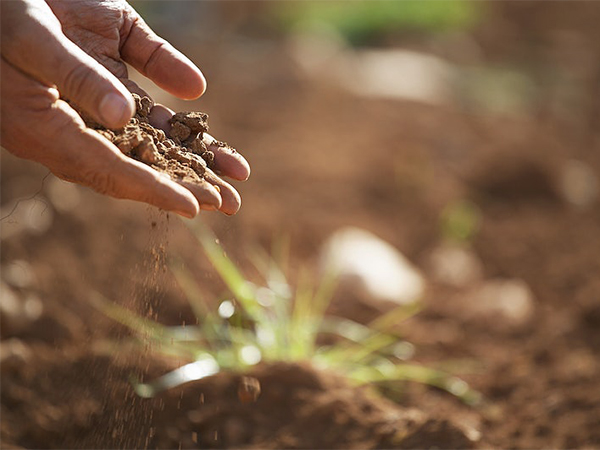 Soil vs. Dirt: Understanding the Difference and Why Healthy Soil Matters