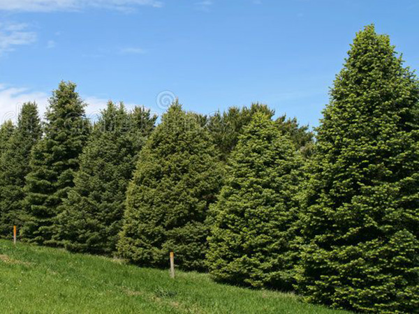 Why Proper Tree Spacing Matters: How to Avoid the Pitfalls of Planting Too Close Together