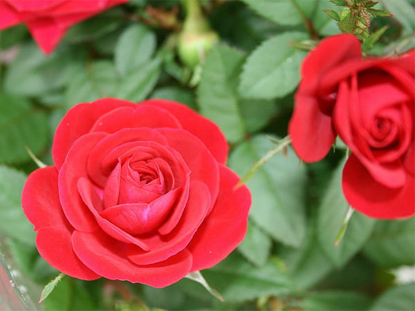 How to Grow Roses from Cuttings: A Simple, Budget-Friendly Gardening Method