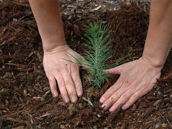 Best Advice for Planting Trees: Growing a Greener Future