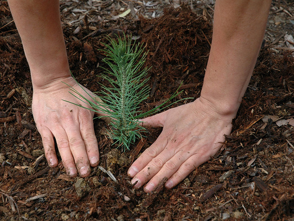 The Best Way to Plant a Tree: A Guide to Ensure Growth and Sustainability