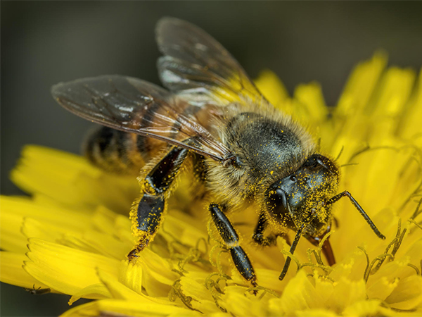Animal Pollinators: The Essential Partners Behind Thriving Gardens and Ecosystems