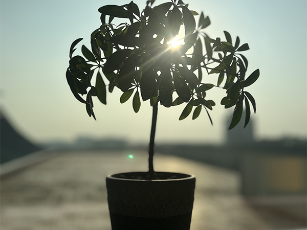 Best Trees to Grow in Pots for Small Spaces