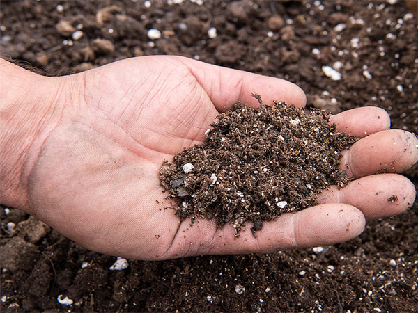 Garden Soil vs. Potting Soil: What's the Difference?