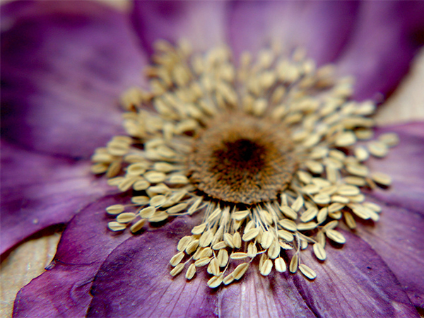 Embracing Nature's Beauty: The Art of Pressing Flowers