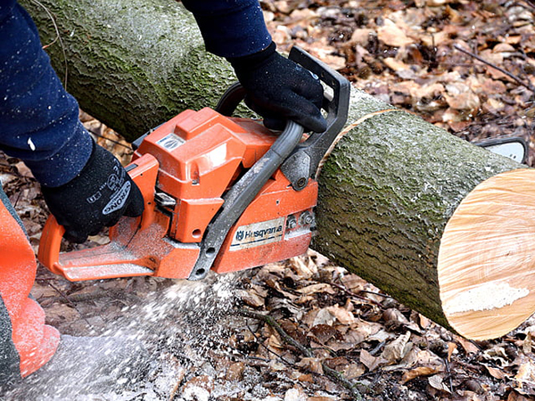 Increasing Property Value with Professional Tree Removal