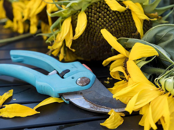 When to Prune Your Flowers: Timing, Techniques & Modern Tips