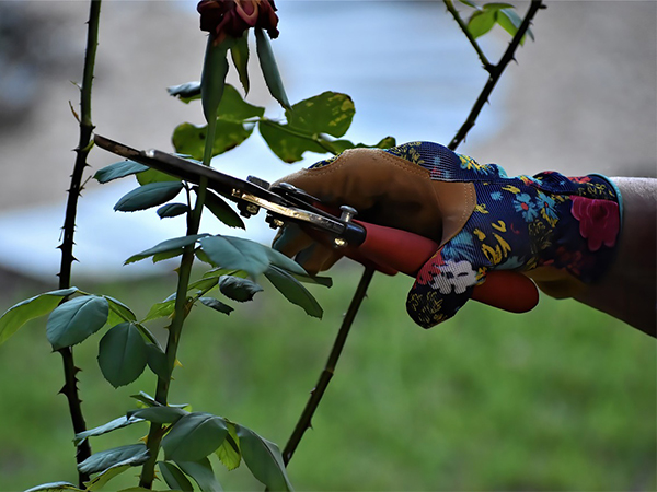Pruning Roses: Best Practices for Healthy, Beautiful Blooms
