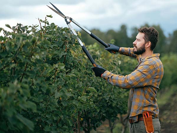 Mastering the Art of Tree Pruning: Techniques for Healthy Growth