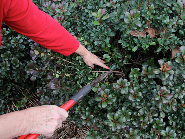 The Best Way to Prune Shrubs: Simple Techniques for Healthier, Better‑Looking Plants