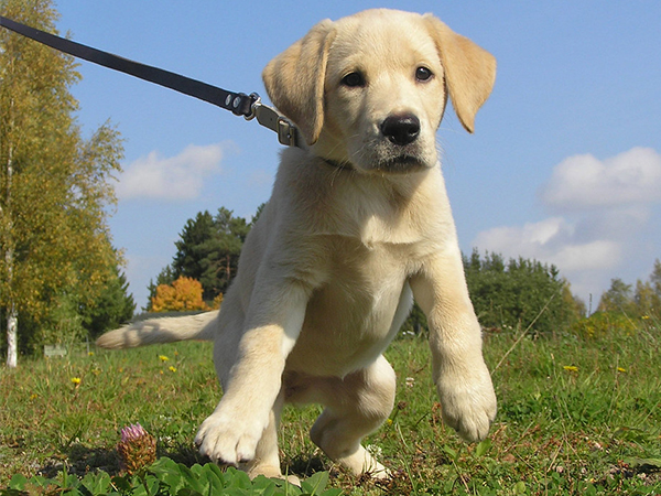 How to Introduce a New Puppy to an Older Dog