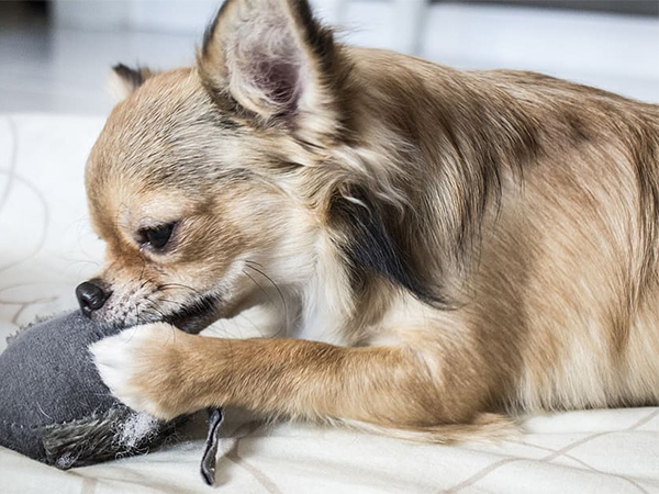 How to Stop Puppy Chewing: Smart, Effective Training Tips for New Dog Owners