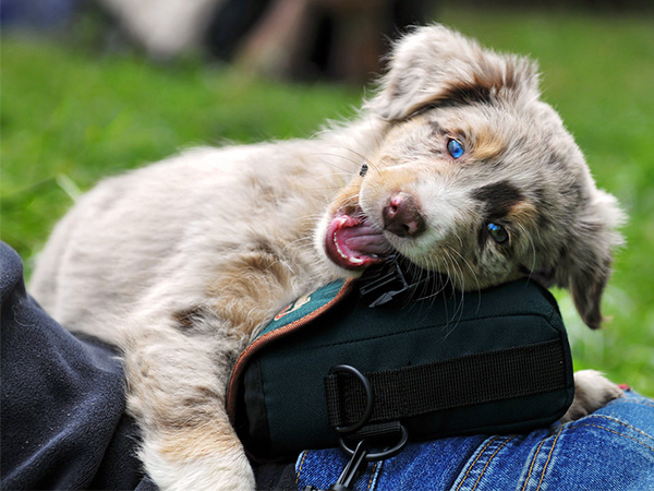 How to Stop Your Puppy from Chewing Everything: 8 Proven Tips That Really Work