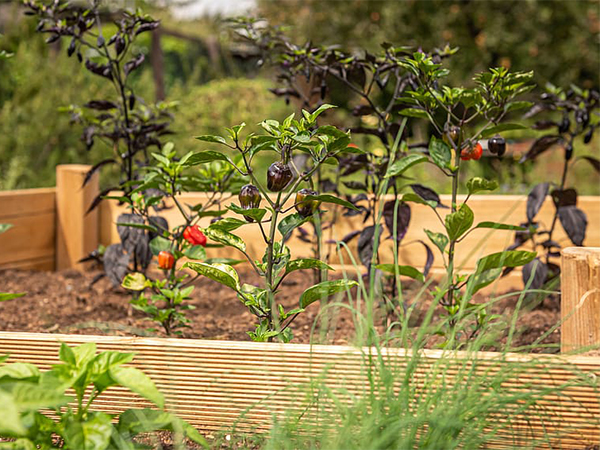What Size Should a Raised Garden Bed Be? A Guide to Choosing the Right Dimensions